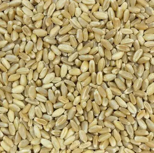 Organic Wheat
